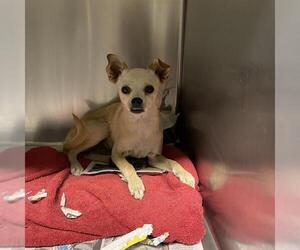 Chihuahua Dogs for adoption in Modesto, CA, USA