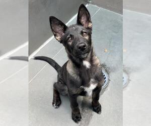 Gerberian Shepsky Dogs for adoption in Santa Cruz, CA, USA