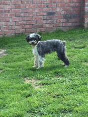 Poodle (Miniature)-Unknown Mix Dogs for adoption in Lindale , TX, USA