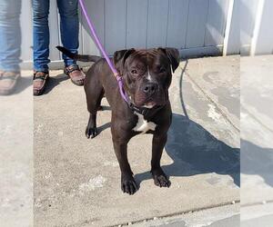 Staffordshire Bull Terrier Dogs for adoption in Louisville, KY, USA
