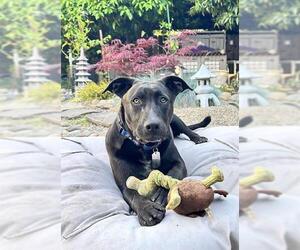 Labrador Retriever-Unknown Mix Dogs for adoption in Lodi, CA, USA