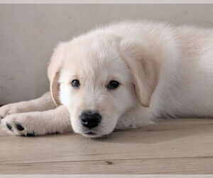 Golden Retriever-Huskies  Mix Dogs for adoption in Corona, CA, USA