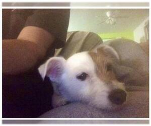 Jack Russell Terrier Dogs for adoption in Maryville, TN, USA