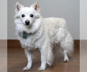 American Eskimo Dog Dogs for adoption in Eden Prairie, MN, USA
