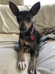 Small Miniature Pinscher Mix