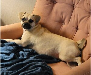 Chug Dogs for adoption in Newton, TX, USA