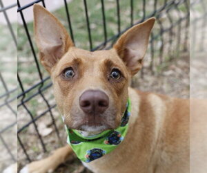 Black Mouth Cur-Unknown Mix Dogs for adoption in San Antonio, TX, USA