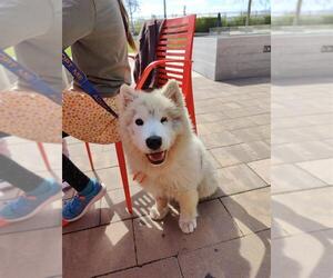 Mutt Dogs for adoption in Elk Grove, CA, USA