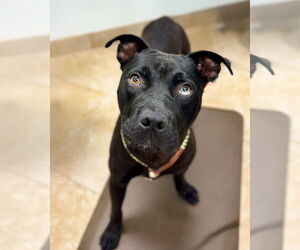 Mutt Dogs for adoption in Hilton Head, SC, USA