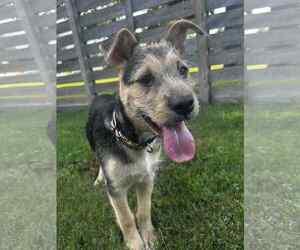 German Shepherd Dog-Unknown Mix Dogs for adoption in The Woodlands, TX, USA