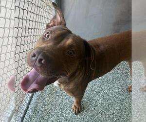American Pit Bull Terrier Dogs for adoption in Salisbury, NC, USA