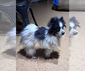 Pomeranian Dogs for adoption in Apple Valley, CA, USA