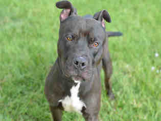 American Staffordshire Terrier-Unknown Mix Dogs for adoption in Fort Lauderdale, FL, USA