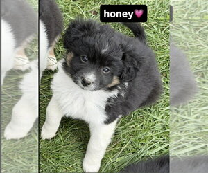 Australian Shepherd-Unknown Mix Dogs for adoption in Aurora, IN, USA