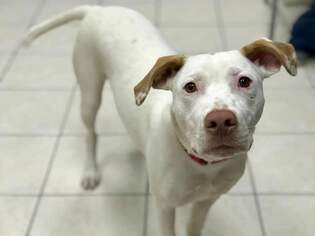 Labany Dogs for adoption in Lockport, IL, USA