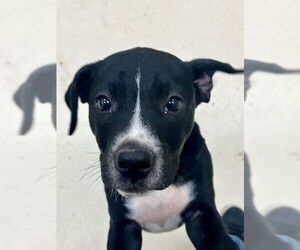 Labrador Retriever-Staffordshire Bull Terrier Mix Dogs for adoption in Webster, WI, USA