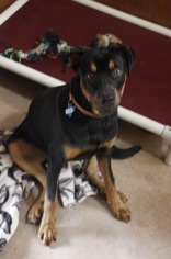 Rottweiler-Unknown Mix Dogs for adoption in Burlington, WA, USA
