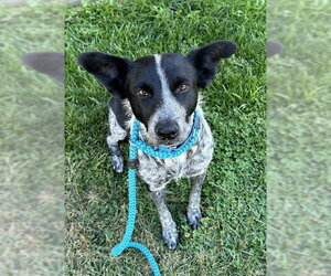Mutt Dogs for adoption in Sacramento, CA, USA