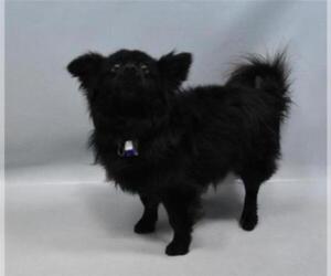 Schip-a-Pom Dogs for adoption in Fort Collins, CO, USA
