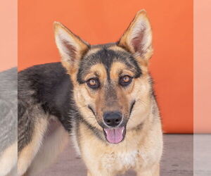 German Shepherd Dog Dogs for adoption in Pasadena, CA, USA