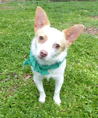 Chihuahua-Unknown Mix Dogs for adoption in Mocksville, NC, USA