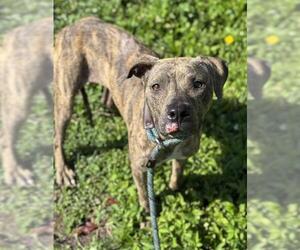 American Staffordshire Terrier Dogs for adoption in Fort Lauderdale, FL, USA