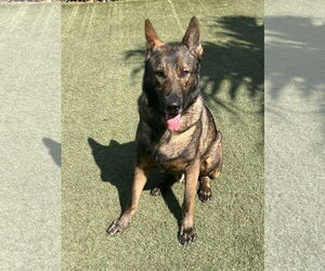 German Shepherd Dog Dogs for adoption in Plantation, FL, USA