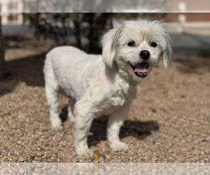 Shih Tzu-Unknown Mix Dogs for adoption in PIPE CREEK, TX, USA