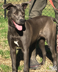 Labmaraner Dogs for adoption in Washington, DC, USA