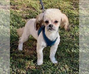 Shih Apso Dogs for adoption in San Diego, CA, USA
