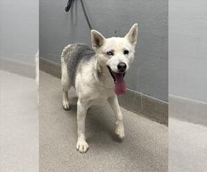 Huskies -Unknown Mix Dogs for adoption in Las Vegas, NV, USA