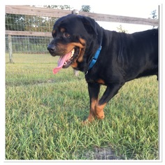 Rottweiler Dogs for adoption in Williston, FL, USA