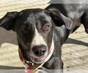 Mutt Dogs for adoption in Tulsa, OK, USA