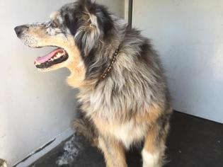 Australian Shepherd Dogs for adoption in Modesto, CA, USA