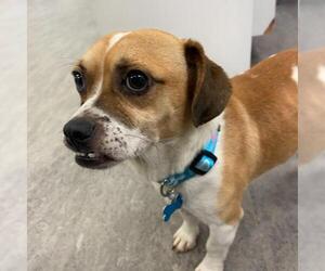 Puggle Dogs for adoption in Plainfield, IL, USA