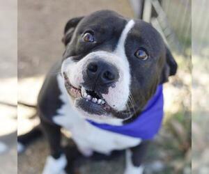 American Staffordshire Terrier-Unknown Mix Dogs for adoption in San Antonio, TX, USA