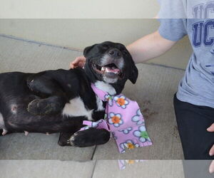 Labrador Retriever-Unknown Mix Dogs for adoption in McKinney, TX, USA