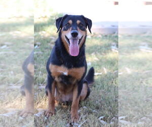 Mutt Dogs for adoption in El Centro, CA, USA