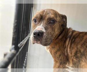 American Pit Bull Terrier-Unknown Mix Dogs for adoption in Houston, TX, USA