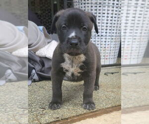 Huskies -Labrador Retriever Mix Dogs for adoption in Raleigh, NC, USA