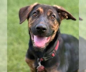 Labrador Retriever-Unknown Mix Dogs for adoption in San Diego, CA, USA