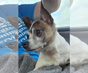 Chihuahua-Unknown Mix Dogs for adoption in Boonton, NJ, USA