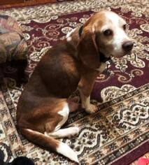 Beagle Dogs for adoption in Cool Ridge, WV, USA