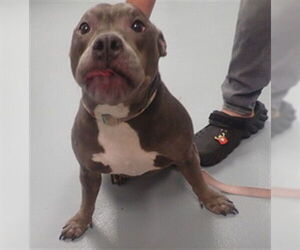 American Bulldog Dogs for adoption in St. Cloud, FL, USA