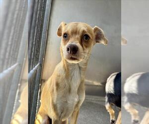 Chihuahua Dogs for adoption in San Bernardino, CA, USA