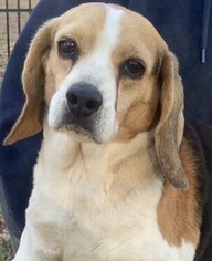 Beagle Dogs for adoption in Fort Pierce, FL, USA