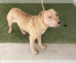 American Pit Bull Terrier Dogs for adoption in Modesto, CA, USA