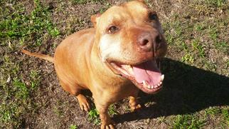 American Pit Bull Terrier-Unknown Mix Dogs for adoption in Land O Lakes, FL, USA