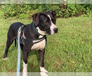 Bulldog-Unknown Mix Dogs for adoption in Williston, FL, USA