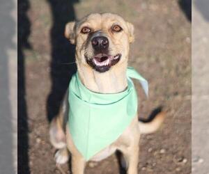 Labrador Retriever-Unknown Mix Dogs for adoption in San Antonio, TX, USA